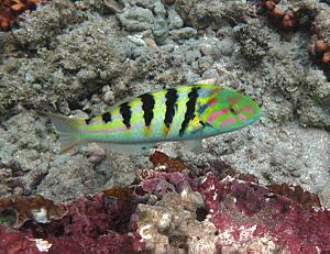 Thalassoma hardwicke Réunion.jpg