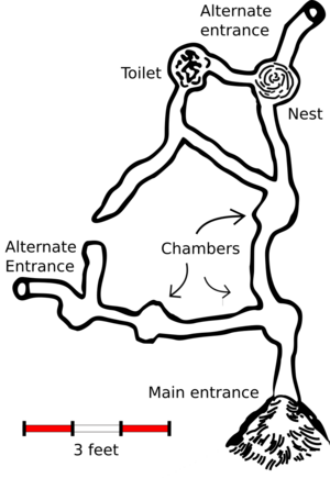 Urocitellus columbianus burrow diagram