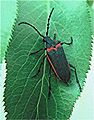 Valley elderberry longhorn beetle FWS
