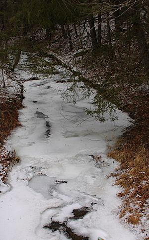 Wolfhouse Run looking upstream
