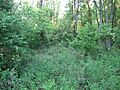 Woodland at Swan's Landing