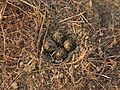 Yellow-wattled lapwing (Vanellus malabaricus) egg clutch
