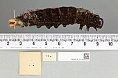 013605511 Ornithoptera paradisea ventral larva