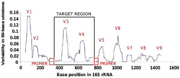 16S region variability