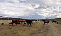 2013-06-28 15 48 26 Cattle on Elko County Route 747 (Deeth-Charleston Road) near the Bruneau River in Elko County in Nevada