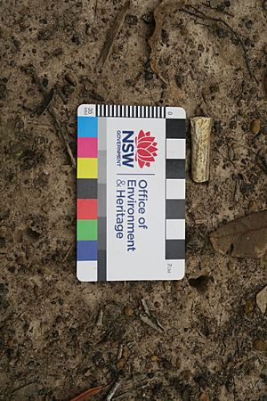 650053 Clay pipe end found on site of the residence garden (EHP, 2017)