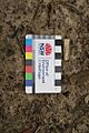 650053 Clay pipe end found on site of the residence garden (EHP, 2017)