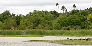 A resaca in Estero Llano Grande State Park, Hidalgo County, Texas, USA (13 April 2016)