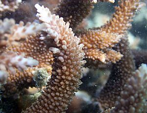 Acropora acuminata.jpg