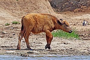 African buffalo (Syncerus caffer) calf 2 weeks
