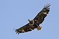African fish eagle (Haliaeetus vocifer) juvenile in flight