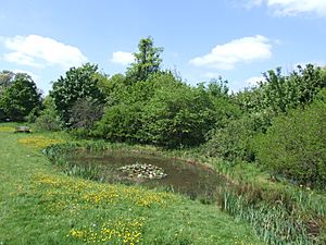 Ali's Pond Local Nature Reserve.jpg