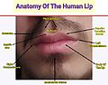 Anatomy of the human lip