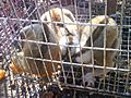 Animal market - caged Nycticebus 2