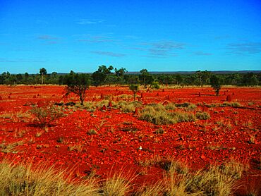 Ant Hills by the Dozen - panoramio.jpg