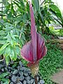 Araceae Amorphophallus konjac