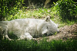 Arctic Wolf (14583046892)