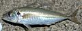 Atlantic Horse Mackerel