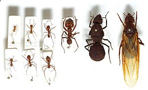 Atta.cephalotes.gamut.selection