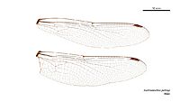 Austroaeschna pinheyi male wings (35053275745)