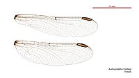 Austrogomphus mjobergi female wings (34671853080)