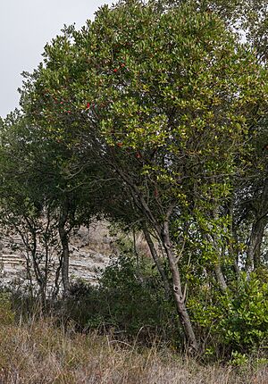 Badaia - Barranco de los Goros - Madroño 04