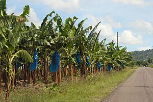 Banana plantation - Flickr - exfordy