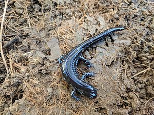 Blue-spotted-salamander-top-view.jpeg