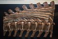 Brachylophosaurus tail with tendons - Museum of the Rockies
