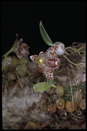 Bulbophyllum weinthalii.jpg