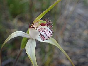 Caladenia longicauda rigidula 02
