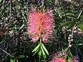 Callistemon 'Country Sprite' 6386