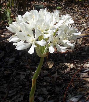 Cardwell Lily flower