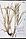 Carex intumescens, greater bladder sedge, Sevastopol