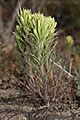 Castilleja thompsonii 9759
