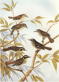 Cayley p20 Scrubwrens