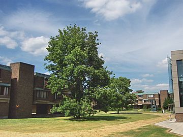 Churchill College Cambridge - Central area and Hepworth