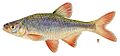 Common shiner