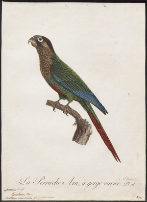 Conurus pictus - 1796-1808 - Print - Iconographia Zoologica - Special Collections University of Amsterdam - UBA01 IZ18500181