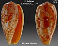 Conus bullatus 5