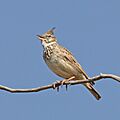 Crested lark (Galerida cristata kleinschmidti)
