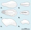 Cristatusaurus ontogeny by PaleoGeek