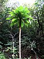 Cyanea superba subsp. superba (4743389694)