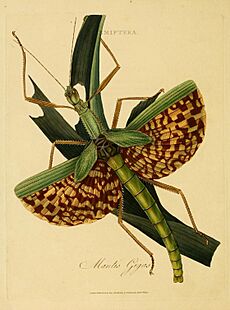 DonovanEpitomePlate9