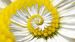 Droste Daisy