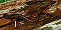 Dwarf Salamander (Eurycea quadridigitata) Polk Co. Texas. W. L. Farr