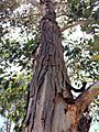 Eucalyptus amplifolia - trunk bark