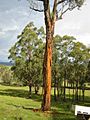 Eucalyptus caliginosa