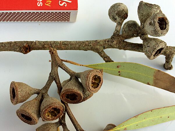 Eucalyptus diversifolia - fruit