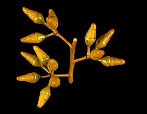 Eucalyptus longicornis buds
